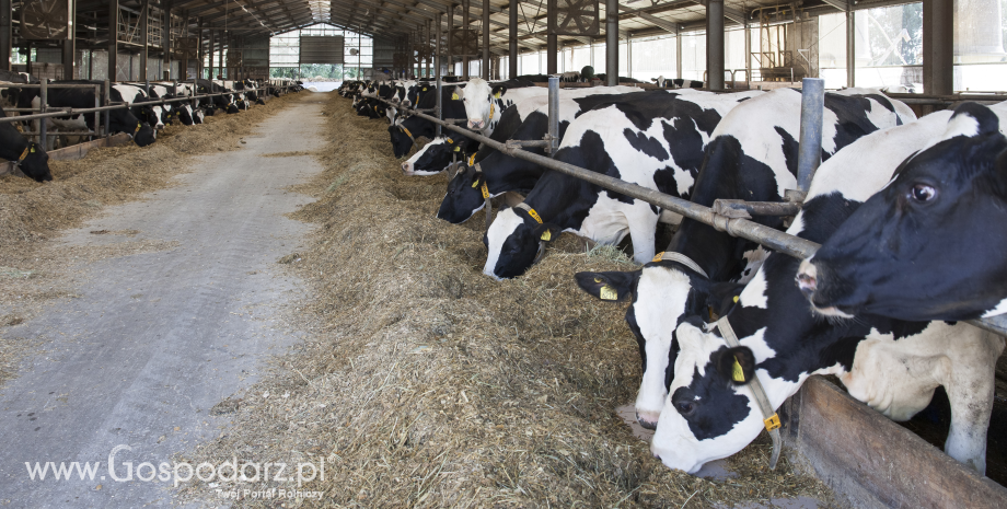 Choroby metaboliczne bydła wywołane nieprawidłowym żywieniem