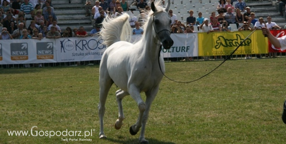 Dni Konia Arabskiego w Janowie Podlaskim