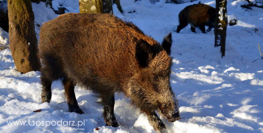 Następne 42 przypadki afrykańskiego pomoru świń (ASF) u dzików