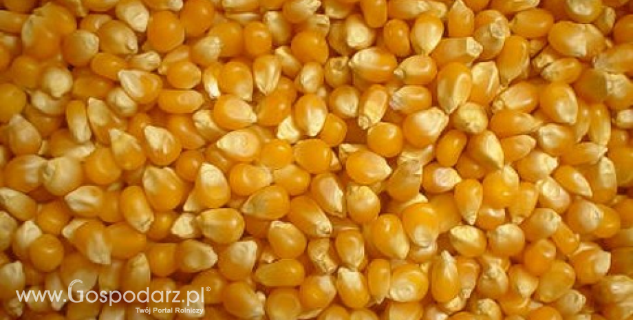 Wysoki eksport i rekordowe zbiory kukurydzy na Ukrainie