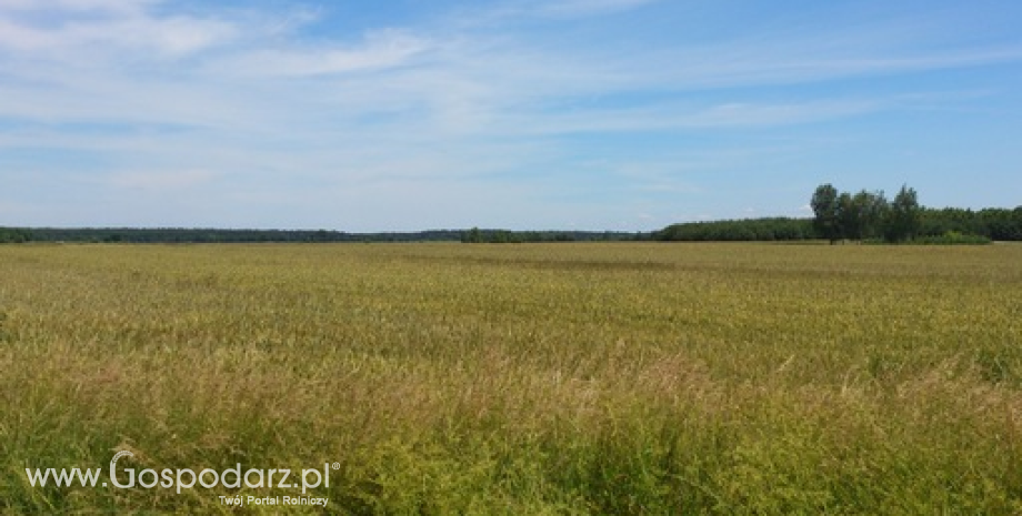 Notowania zbóż. Wysoki eksport soi z USA wsparł notowania giełdowe oleistych (7.11.2014)