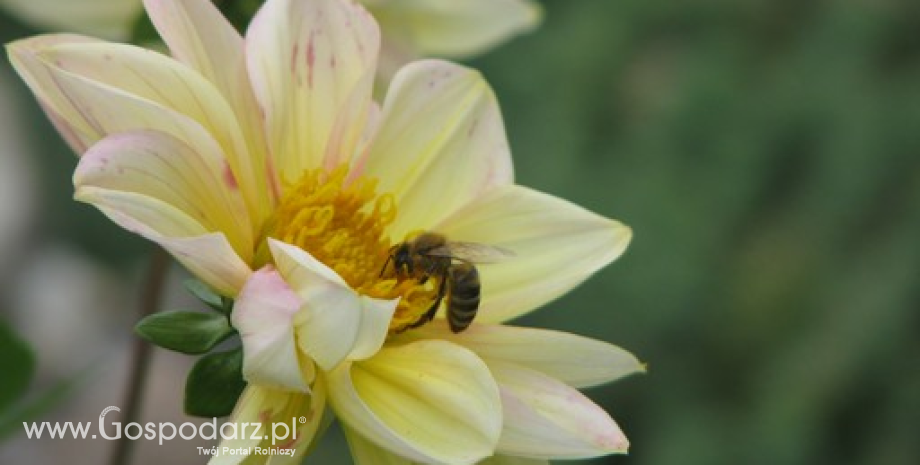 Praca pszczół warta miliardy złotych