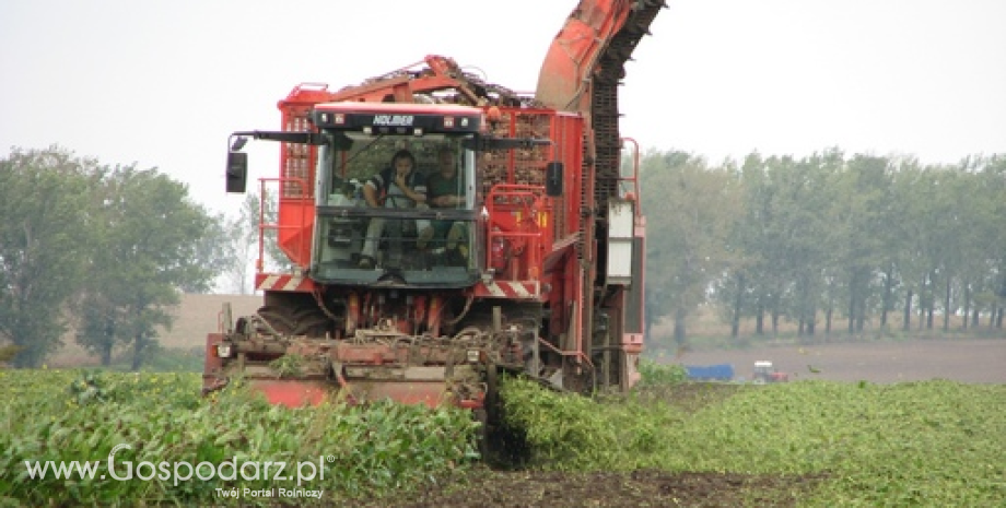 Mniej buraków cukrowych w 2016 r. we Francji