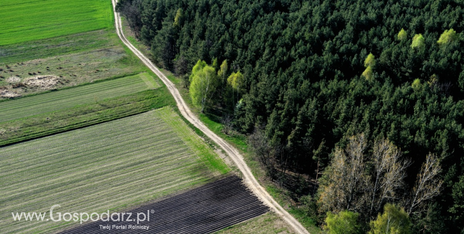 Podlascy rolnicy złożyli prawie 600 wniosków o odszkodowania za szkody wyrządzone przez dziki