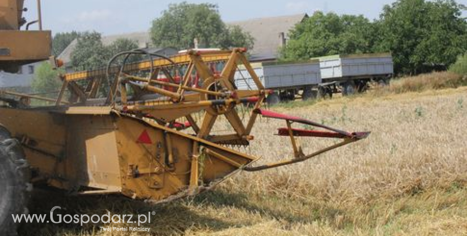 Zbiory zbóż na Ukrainie
