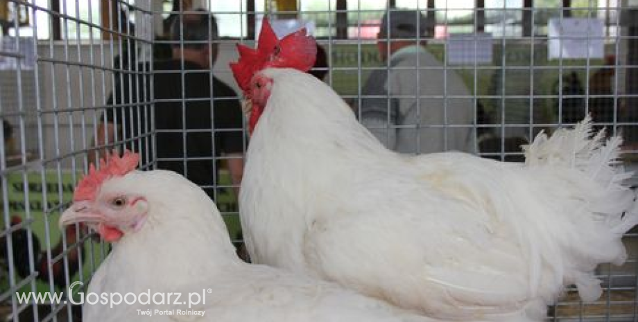 Ptasia grypa we Francji. Przedłużono stosowanie środków ochronnych