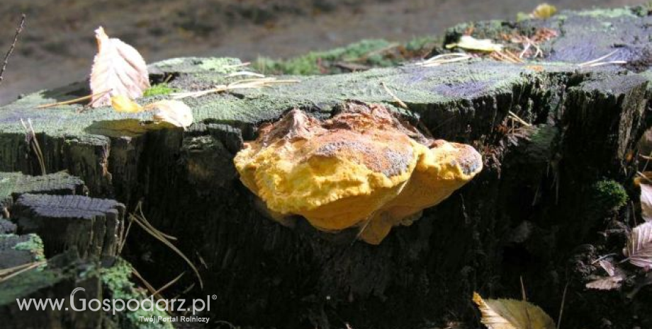 Leśnicy próbują uratować najrzadszy grzyb w Polsce
