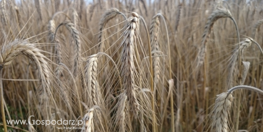Według FAO w październiku taniały wszystkie grupy towarów żywnościowych z wyjątkiem zbóż