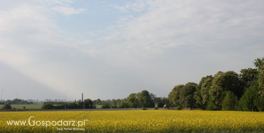 Podsumowanie tygodnia na giełdowym rynku oleistych. Rzepak opiera się taniejącej soi (06-10.04.2015)