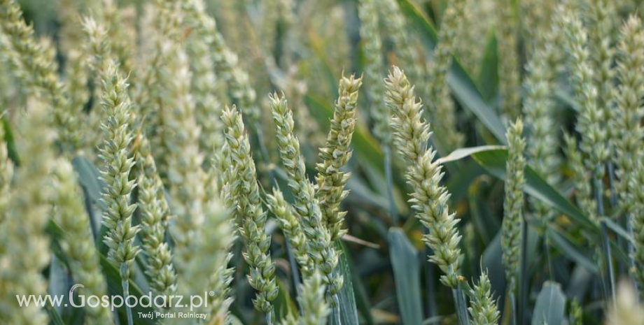USDA spodziewa się wzrostu krajowego areału kukurydzy i pszenicy kosztem soi