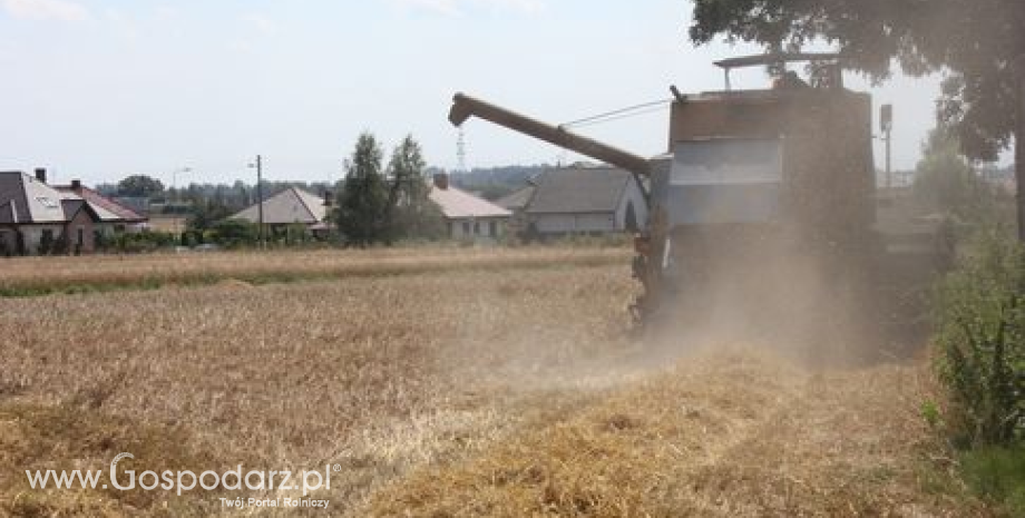 Gorsze prognozy zbiorów zbóż w UE