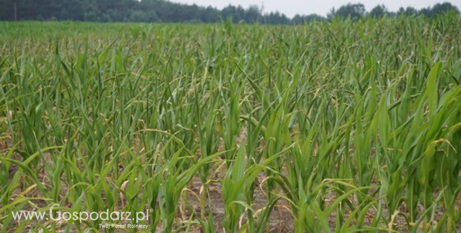 Korekty dla kukurydzy w Brazylii i Argentyny