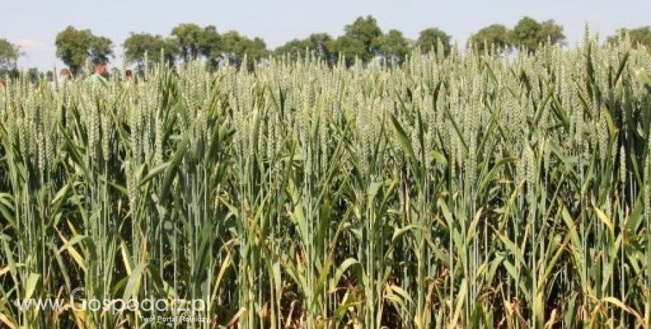 Notowania zbóż. Zboża i oleiste ponownie potaniały, kukurydza spadła o 4% (14.01.2015)