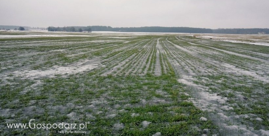 Ceny zbóż (10-17.12.2017) 