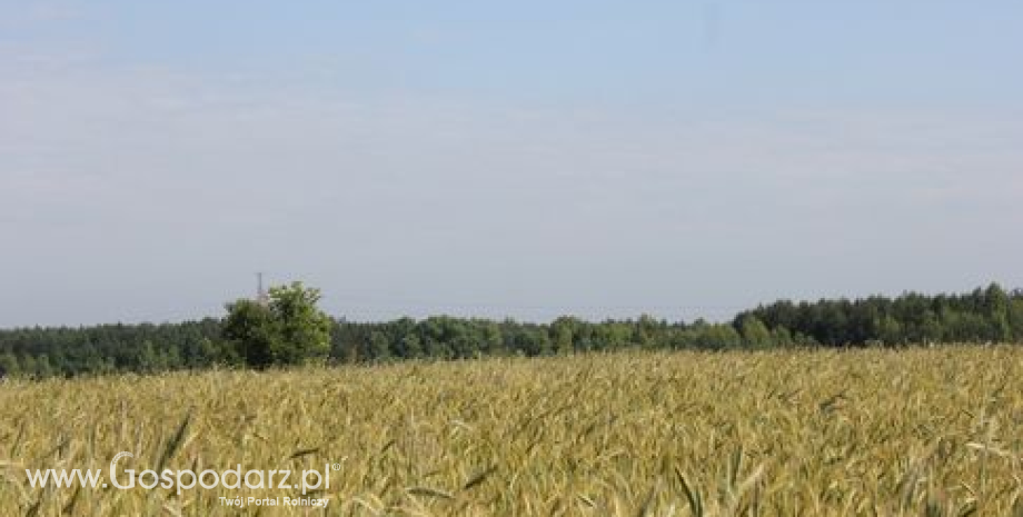 Ceny zbóż w Polsce (03-09.12.12)