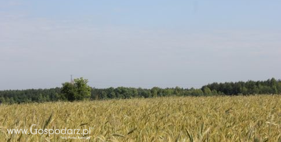 Ukraina jest zainteresowana stworzeniem „basenu zbożowego”