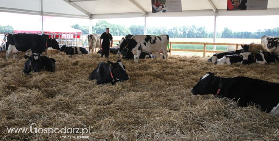 Rynek mleka w Polsce w 2015 r. Pomimo wielu niesprzyjających czynników, produkcja mleka wzrosła do 12,9 mld litrów