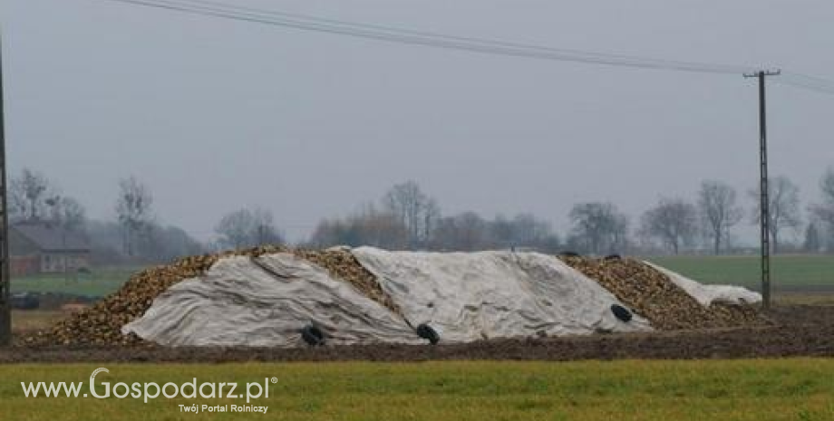 Rosną zbiory buraków i produkcja cukru na Ukrainie