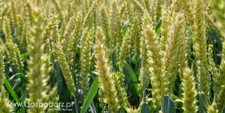 Wzrosły w marcu prognozy światowej produkcji zbóż w tym sezonie