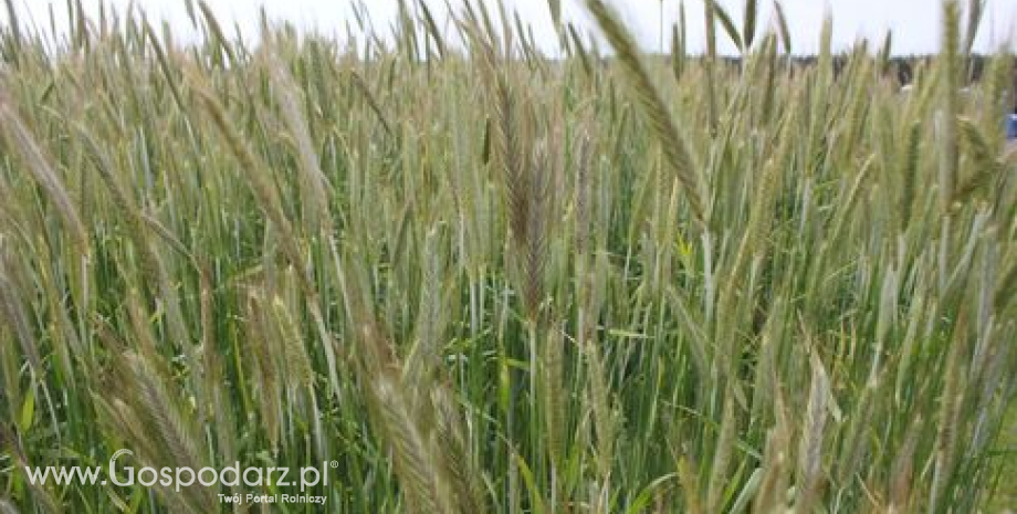 Kukurydza coraz tańsza, eksport wspiera ceny pszenicy (16-20.12.2013)