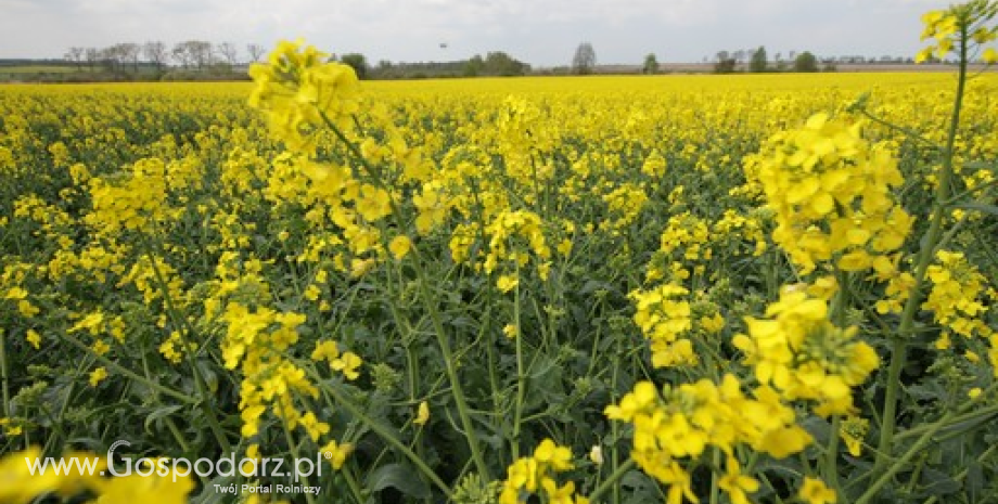 Niższe zbiory rzepaku w UE w 2015 r.