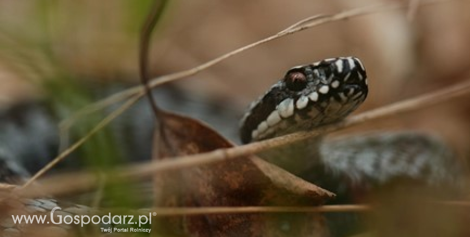 Trwają gody żmii zygzatowatej  Vipera berus, czy mamy się czego bać? – wyjaśnia herpetolog