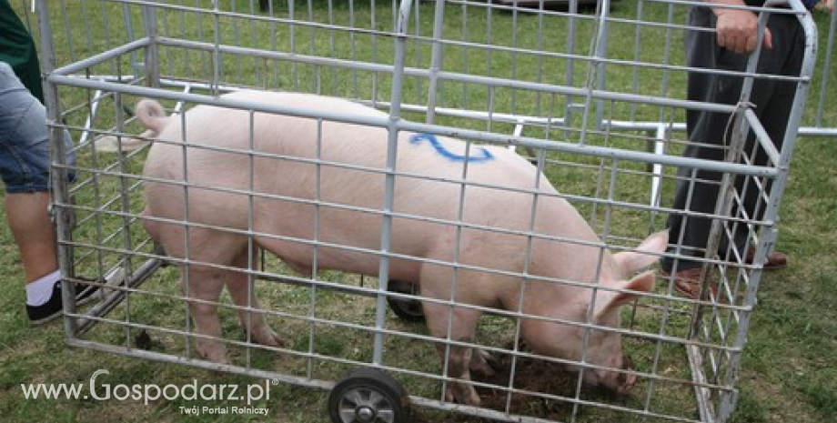 Czempiony i wiceczempiony trzody chlewnej XIV Regionalnej Wystawy Zwierząt Hodowlanych w Minikowie