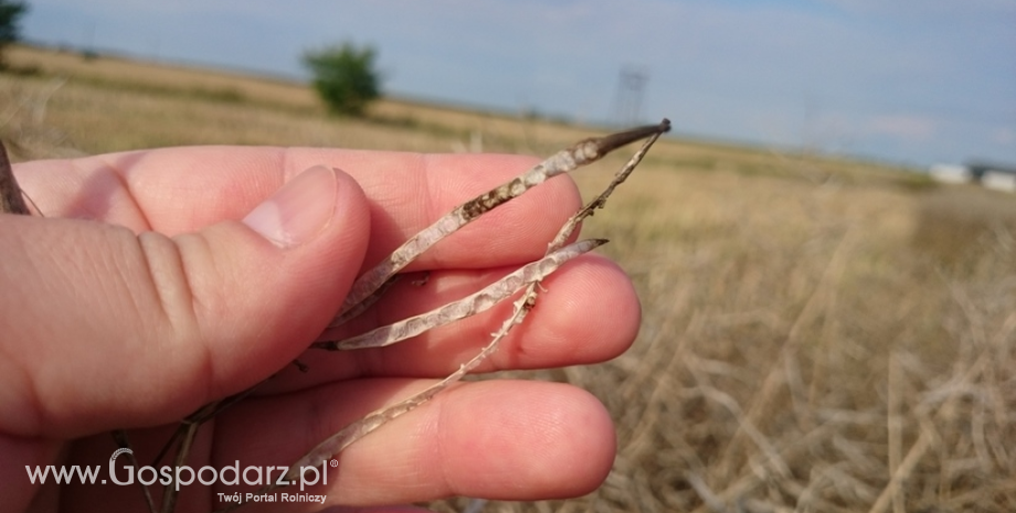 Śladowe zanieczyszczenia rzepakiem GMO jeszcze przez 3 lata