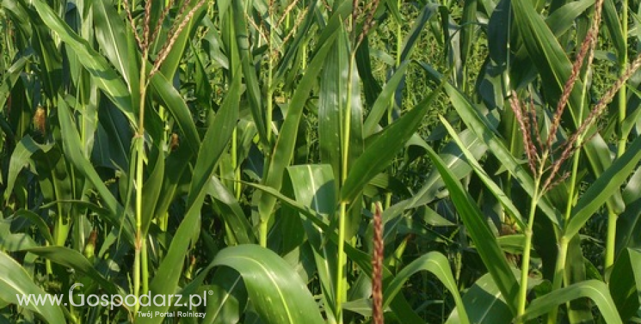 Ceny zbóż w Polsce na giełdach towarowych (10-16.08.2015)