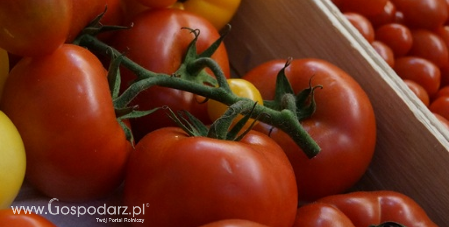 Eksport pomidorów z Polski. Białoruś największym odbiorcą polskich pomidorów