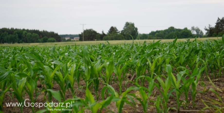 Trwają siewy kukurydzy. W Polsce mogą sięgnąć 580 tys. ha