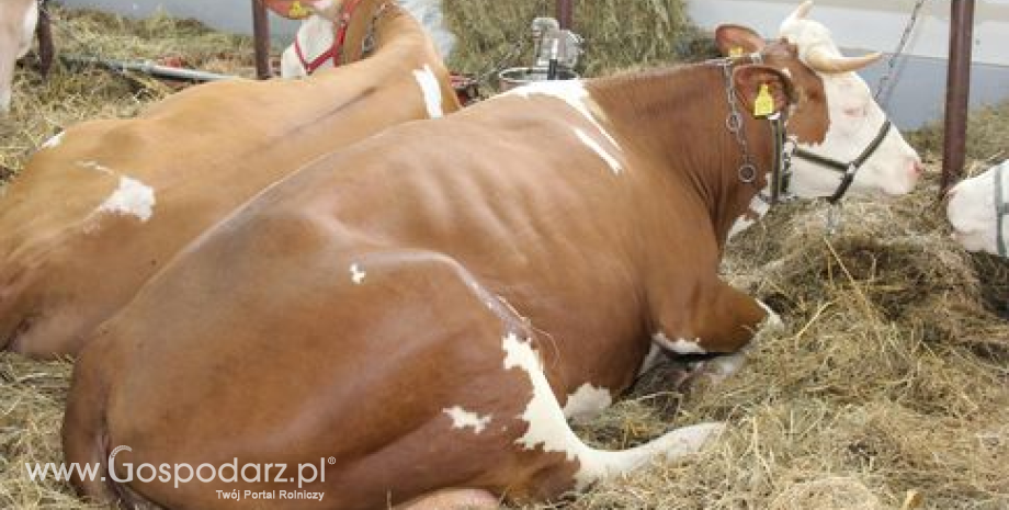 Skup żywca rzeźnego w Polsce w listopadzie 2013 roku (ujęcie ilościowe)