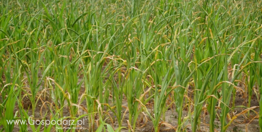 Chiny zasieją więcej soi kosztem kukurydzy