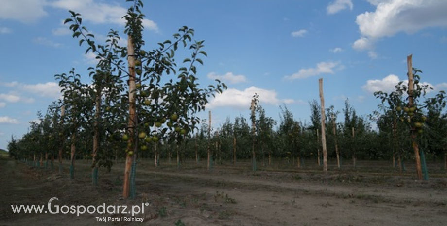 Wysoka produkcja owoców z drzew