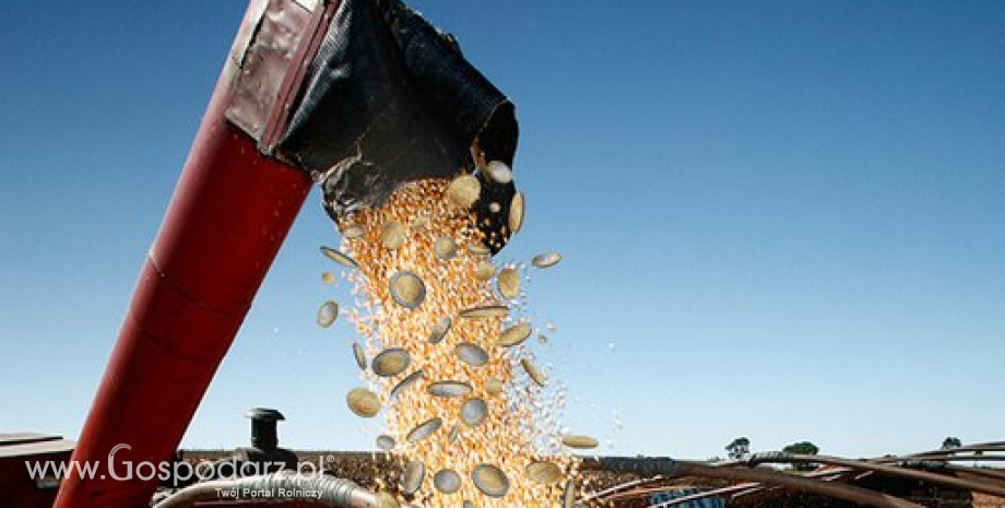 Spekulacje na rynku zbóż. Konieczne są konkretne działania w ramach kolejnej WPR