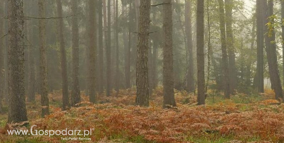 Leśniczy znalazł zaginionego chłopca