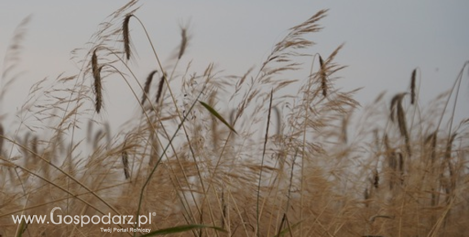 Ceny zbóż w Polsce na giełdach towarowych (08-14.09.2014)