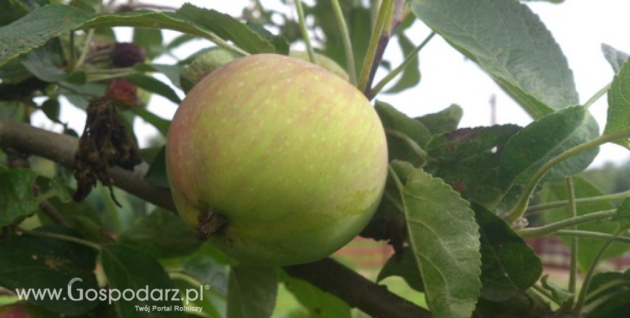 Maliny, gruszki i śliwki w górę. Jabłka znów w dół (30.09-07.10.2014)