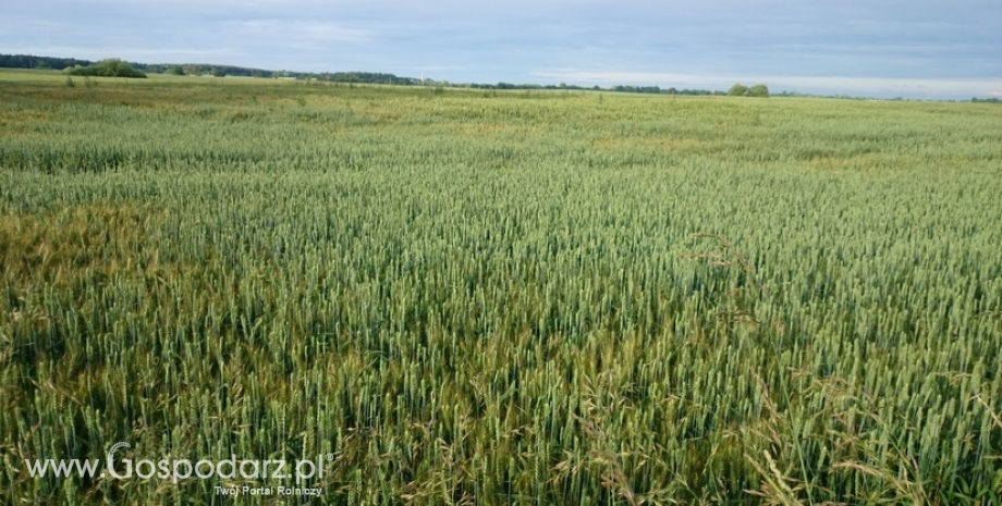 Soja straciła ponad 5%, a kukurydza prawie 4%