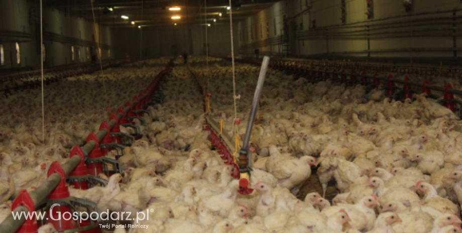 Wzrost produkcji kurcząt brojlerów przyczynił się do spadków cen