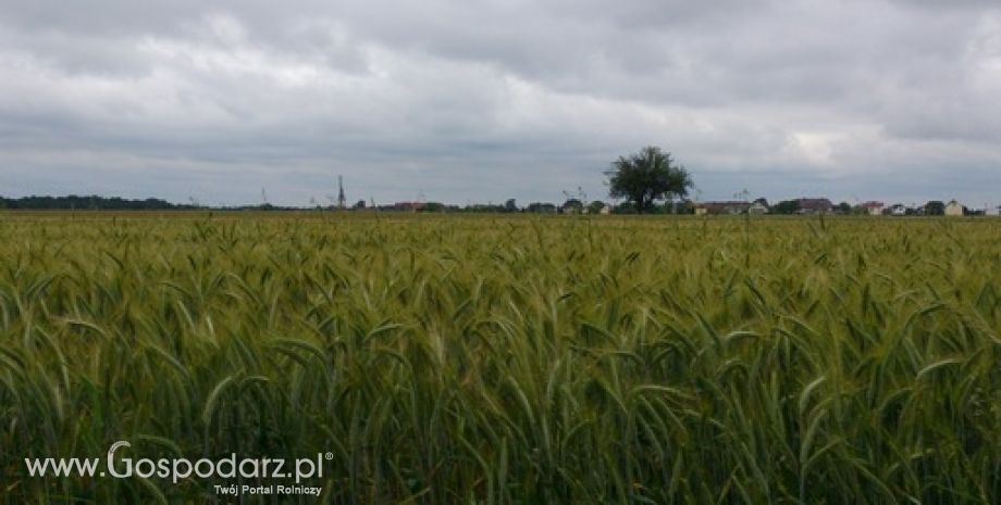 Ceny zbóż w Polsce na giełdach towarowych (27.10-02.11.2014)
