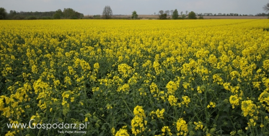 SG podnosi prognozy zbiorów oleistych