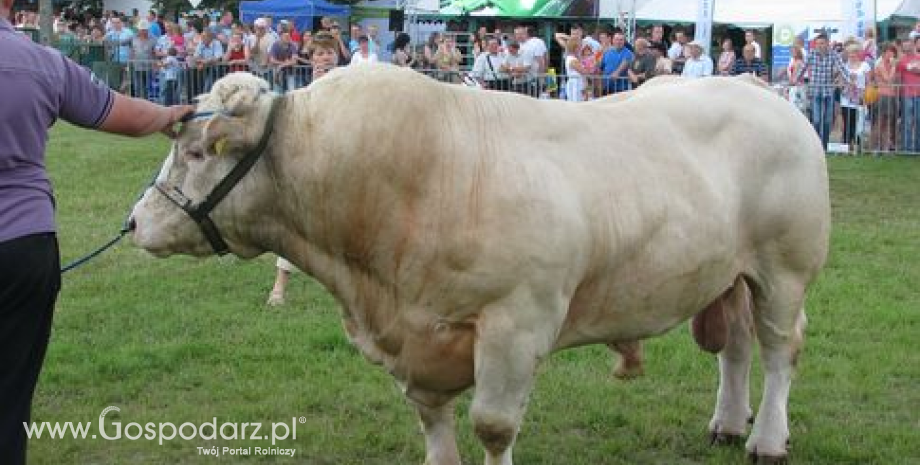 Nowe wymagania dotyczące skali klasyfikacji tusz bydła