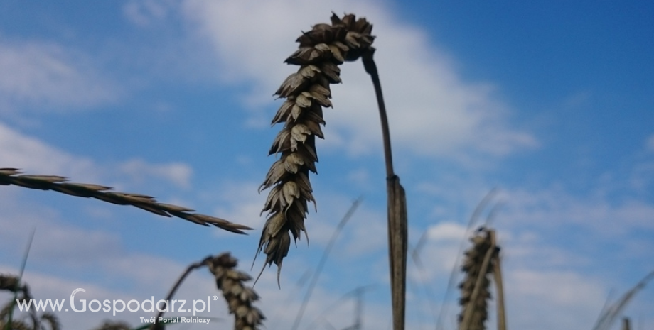 Kondycja pszenicy ozimej w USA poprawiła się w ostatnim tygodniu raportowania