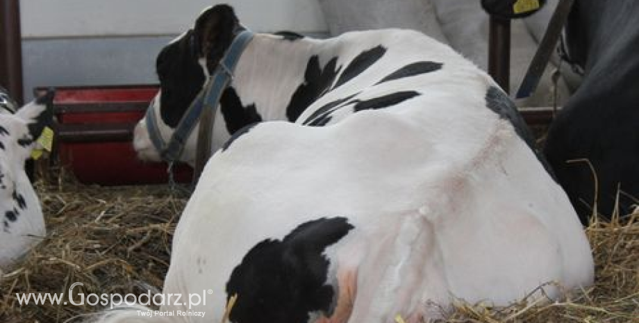 Pogłowie krów oraz produkcja i dostawy mleka w Polsce