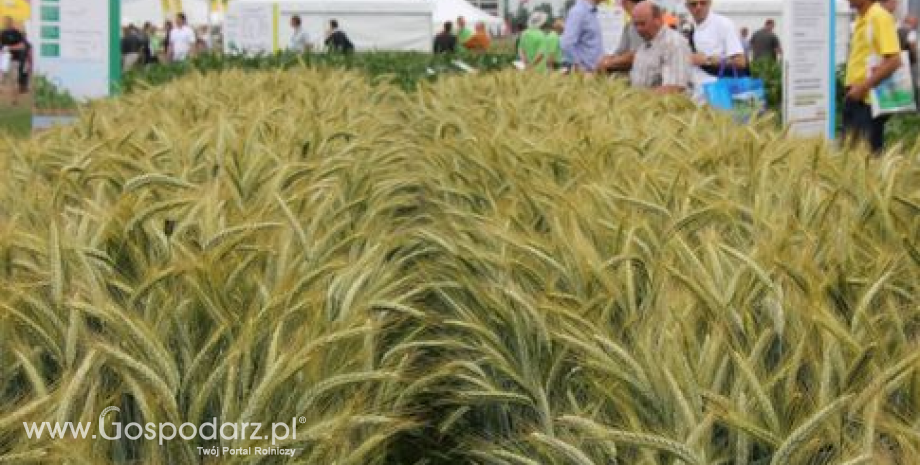 Rosja – Nie będzie ograniczeń w eksporcie zbóż