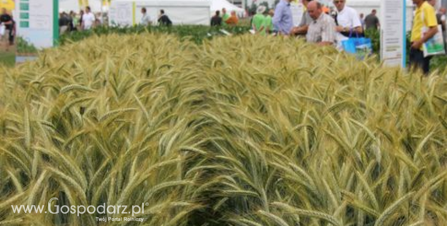 Odmiany mieszańcowe pszenicy i żyta jednym z głównych tematów spotkań polowych