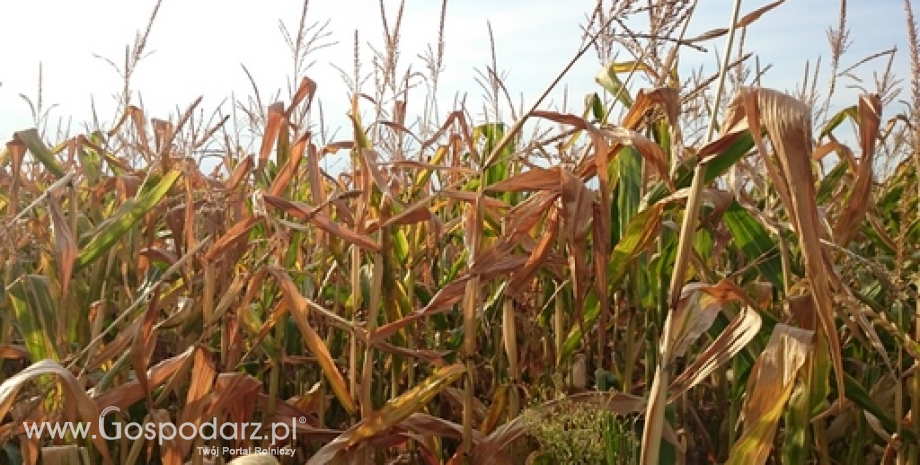 Notowania zbóż i oleistych. Wzrostowy początek tygodnia (5.10.2015)