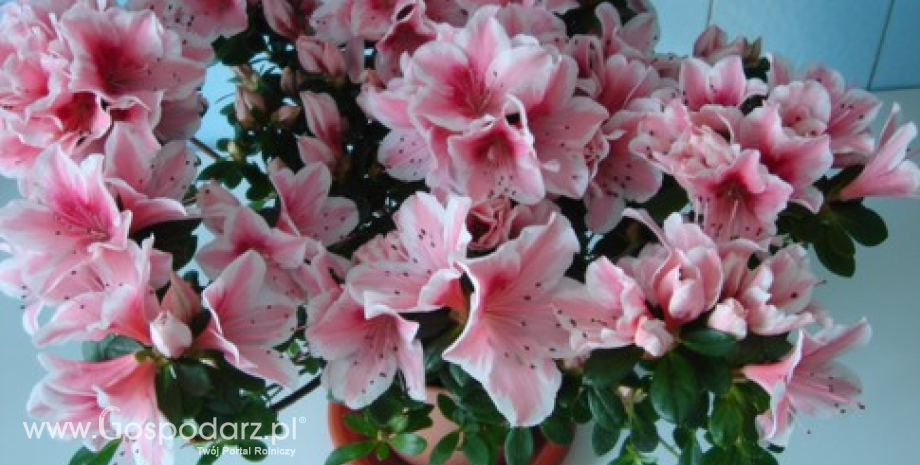 Azalia – różanecznik (Rhododendron simsii)