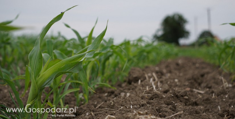Nowe odmiany kukurydzy w krajowym rejestrze COBORU